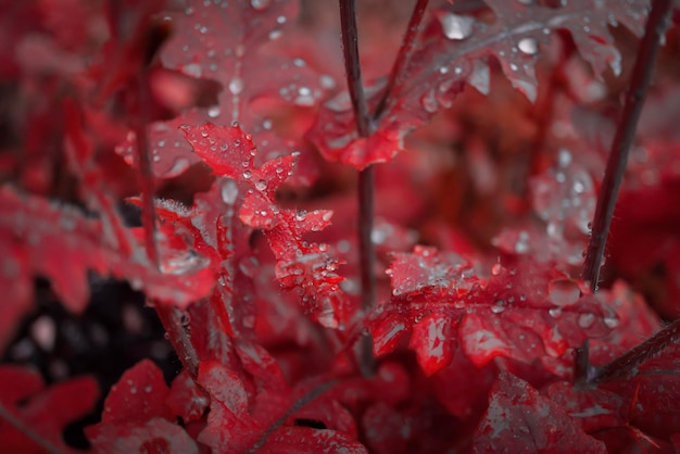 Red leaf with water drops at morning time