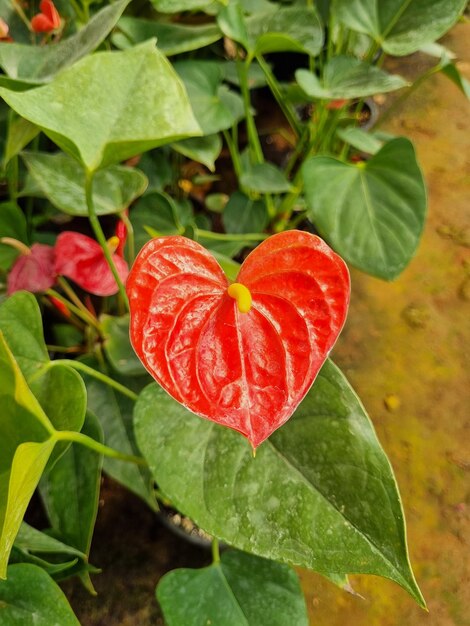 A red leaf with a yellow center and a red leaf