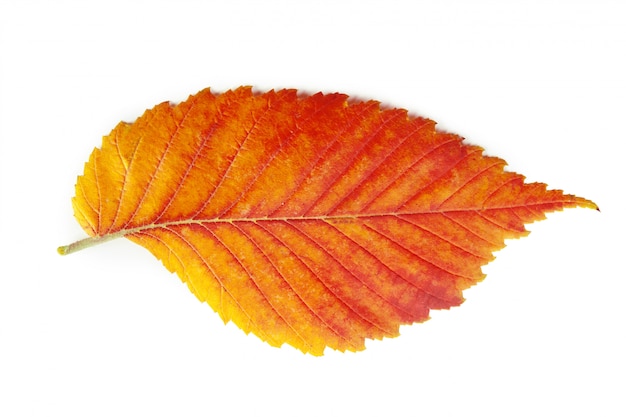 Red leaf