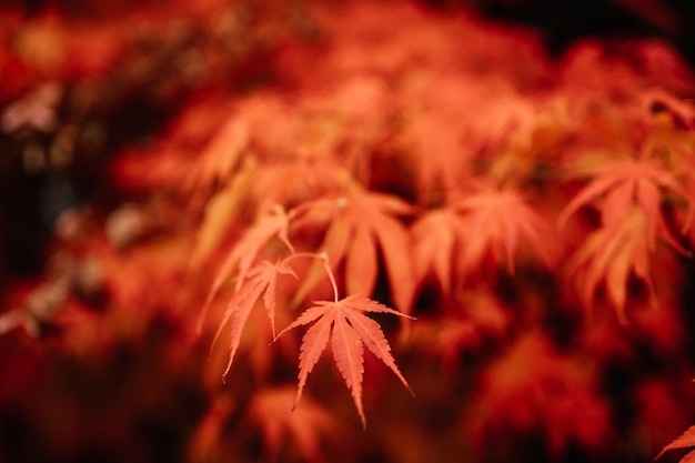 A red leafed tree in the fall