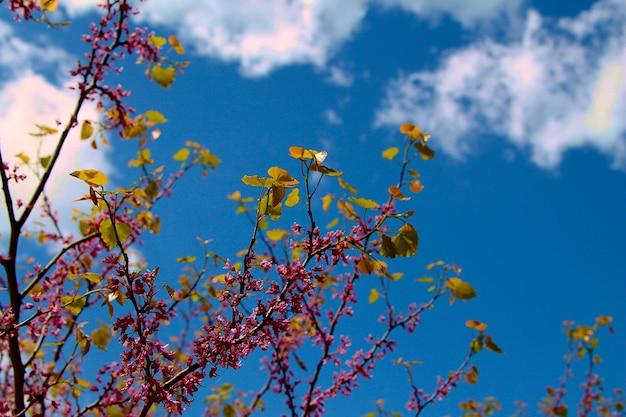 Red leaves against a blue sky