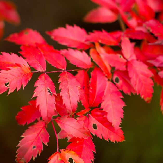 Red leaves arrangement in nature