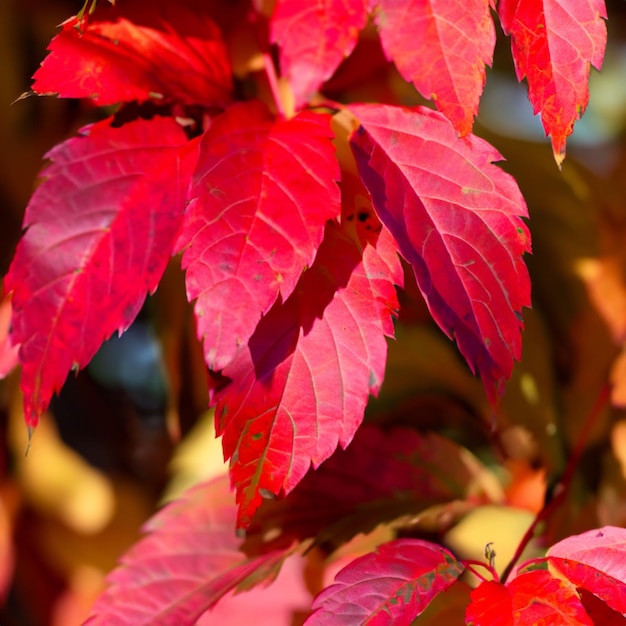 Расположение красных листьев в природе