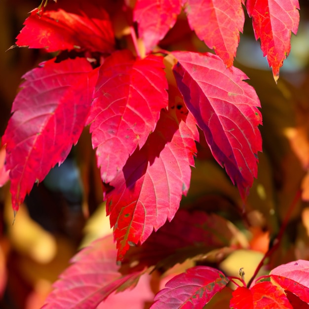 自然の中の紅葉のアレンジメント