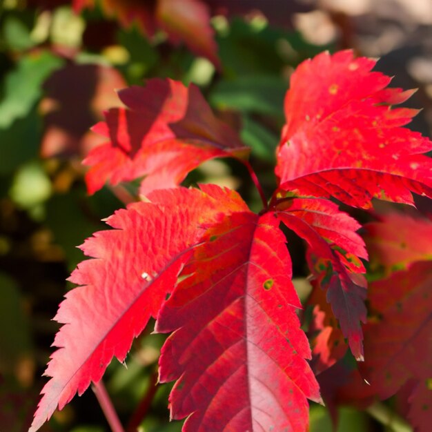 Red leaves arrangement in nature