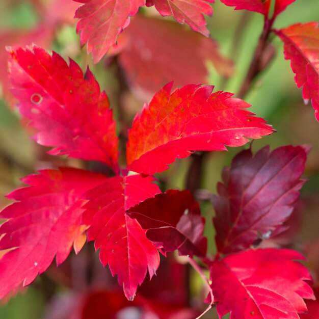 Red leaves arrangement in nature