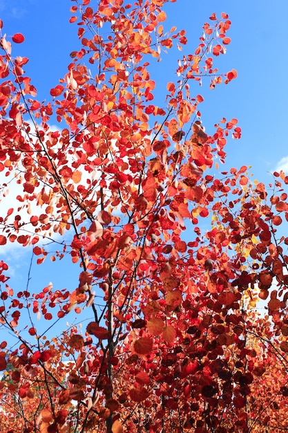 red leaves of asp in the autumn forest