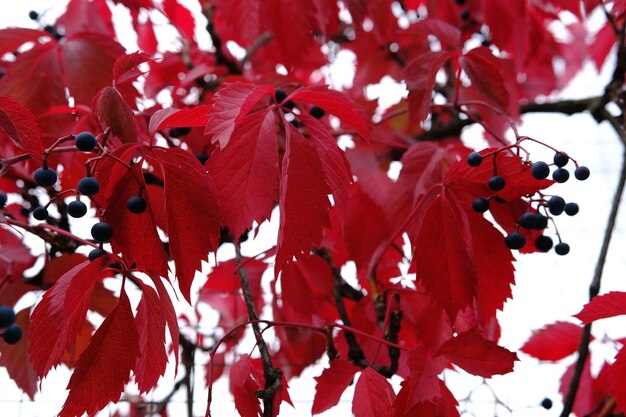 Red leaves in autumn of wild grape on the metal fance