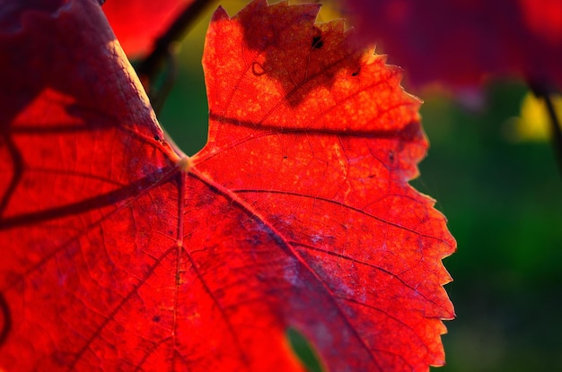 Red leaves in autumn