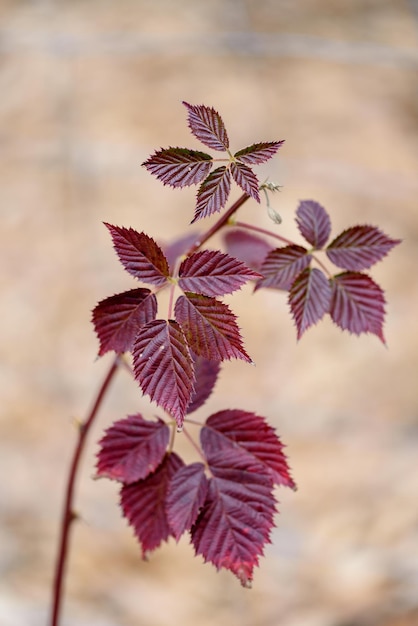 Photo red leaves of a blackberry bush in winter