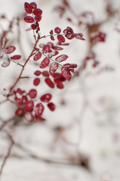 Photo red leaves on a branch in the snow on a blurry background with space for text