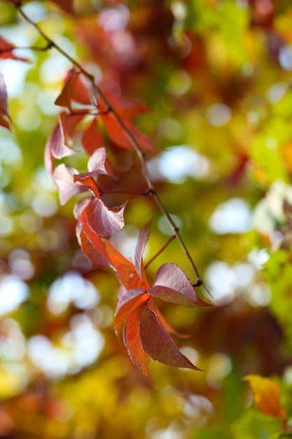 Red leaves on bright background