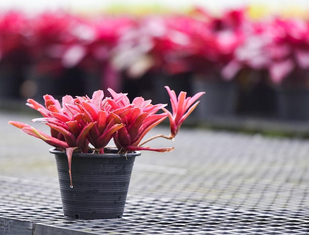 ブロメリアドの花の赤い葉は庭園のブロメリアッド保育園の温室で鉢に植えられます