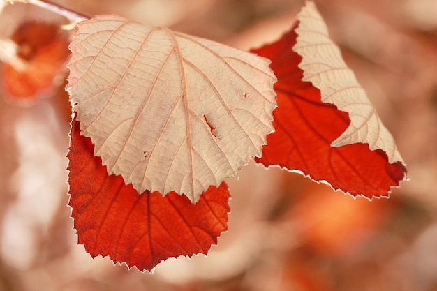 Красные листья на кустах осенью