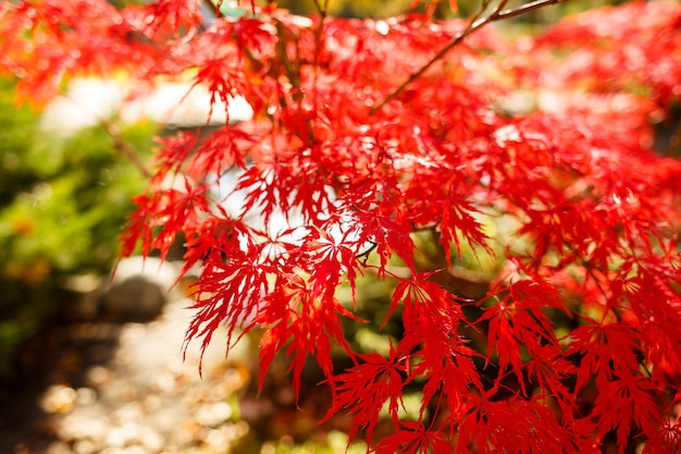 Red leaves on the bushes on a sunny day