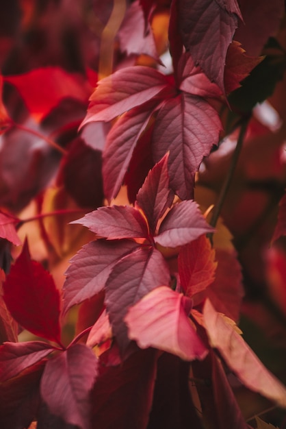 Red leaves close up