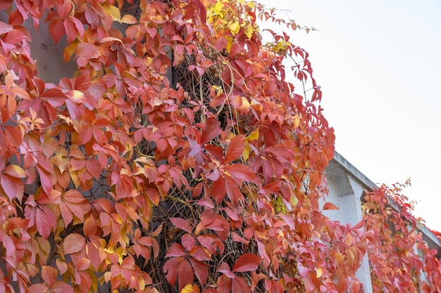 Photo red leaves of creeping wild maiden grapes in autumn natural overgrown background of colorful purple