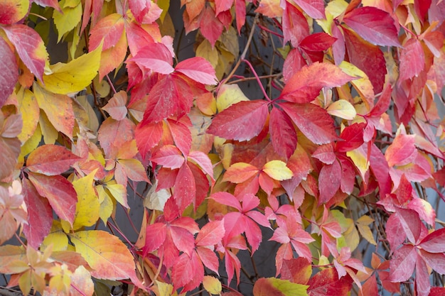 Photo red leaves of creeping wild maiden grapes in autumn natural overgrown of colorful purple leaf