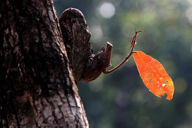 red leaves in the forest