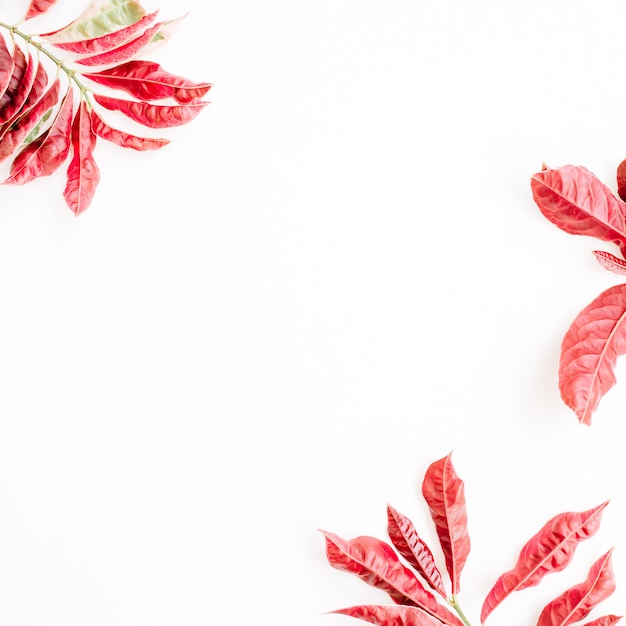 Фото Рамка из красных листьев на белом