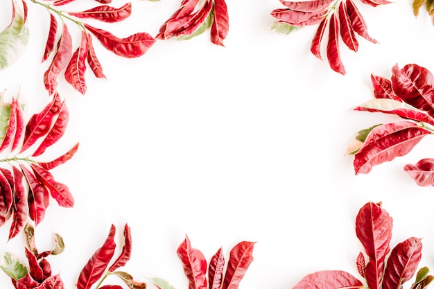 Red leaves frame on white