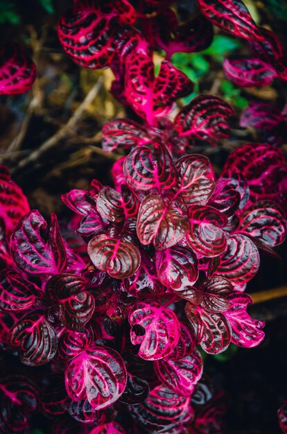 Foglie rosse allo stato fresco