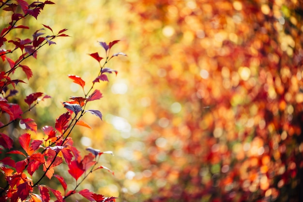 Foglie rosse di biancospino in una foresta