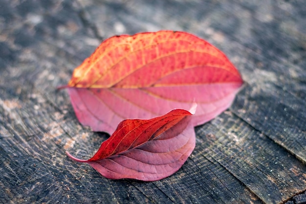 Красные листья лежат на пне в лесу