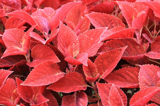 Red leaves of miana plant or painted nettle