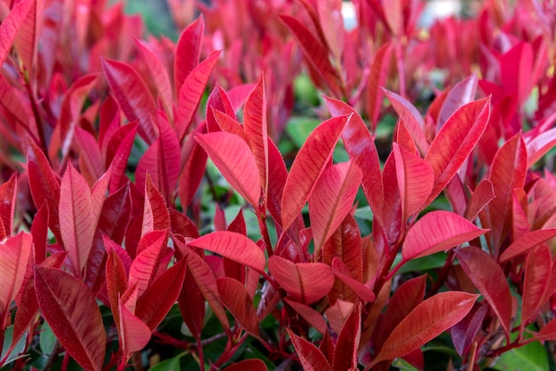 植物フォティニア フラセリまたはレッド ロビンのクローズ アップの赤い葉赤い花のテクスチャ背景