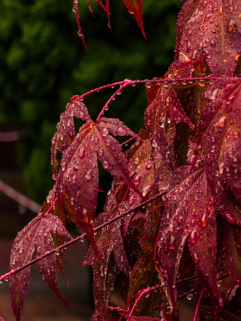 Red leaves of a plant with water drops on them.