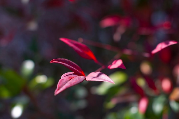 Red leaves of the Ternstroemia gymnanthera also known as Cleyera japonica or Sakaki