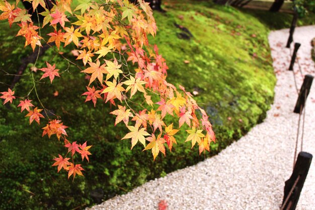 Photo red leaves on tree