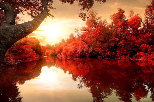 Red leaves on trees along the river in autumn