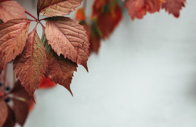 Red leaves on a white background