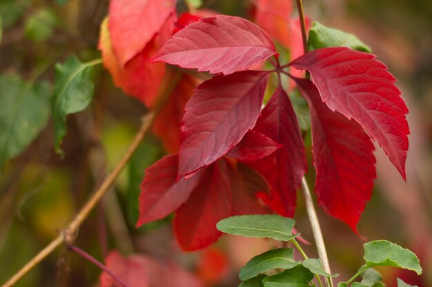 Red leaves of wild grapes in cloudy weather in autumn