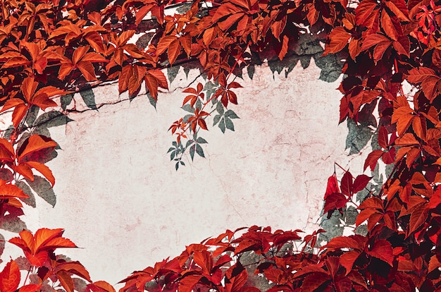 野生ブドウの赤い葉がコンクリートの壁を囲んでいます
