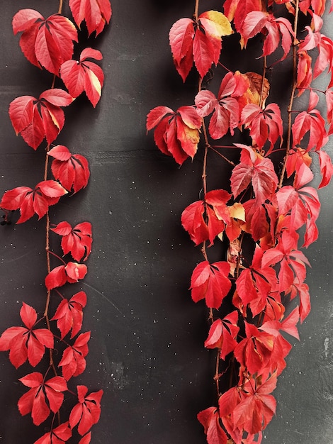 Red leaves of wild grapes.