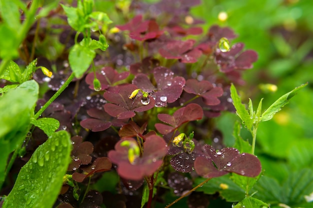 Photo red leaves of woodsorrel among other variety of grassy vegetation during the rain close up