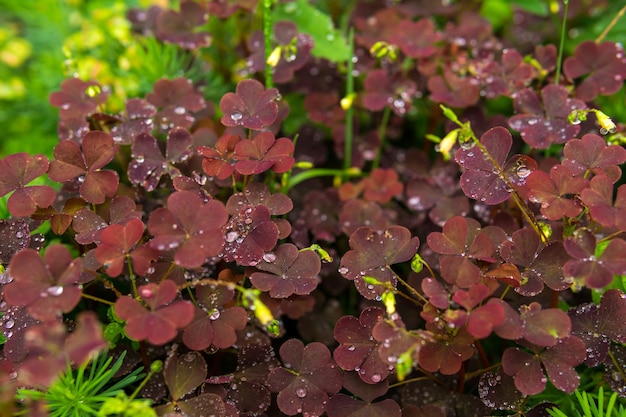 Photo red leaves of woodsorrel among other variety of grassy vegetation during the rain