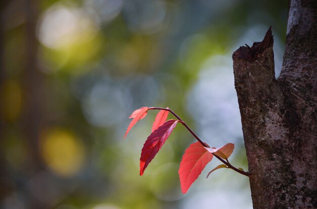 Red Leaves