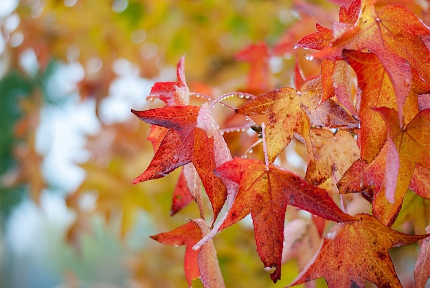 Red leaves