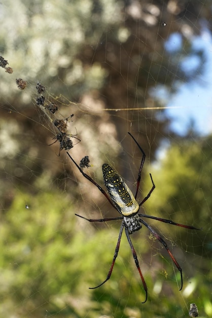 Red legged golden orb weaver spider vrouw - Nephila inaurata madagascariensis, rustend op haar nest, zon over vage struiken op de achtergrond