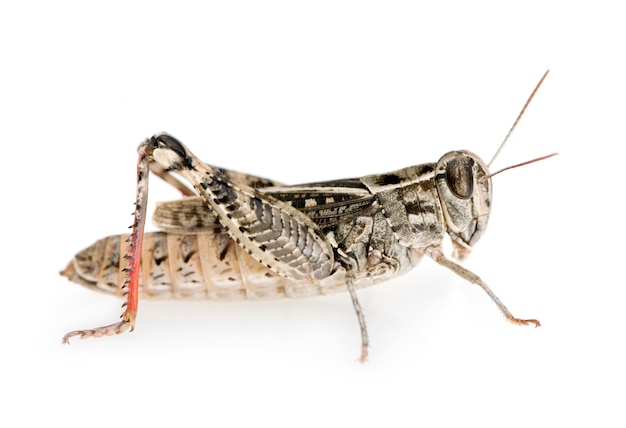 Red-legged Grasshopper on white