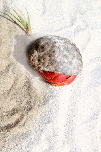 Granchio dell'eremita con le gambe rosse in sabbia della spiaggia del messico