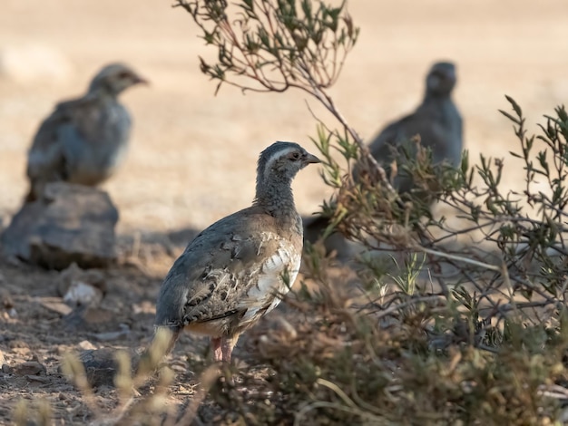 Red legged partridge chick Alectoris rufa in the spanish countryside