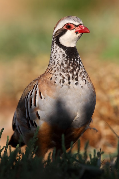 Red legged partridge on the field