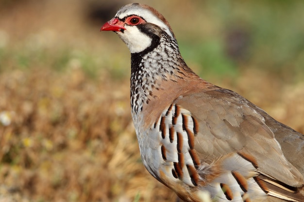 Red legged partridge on the field