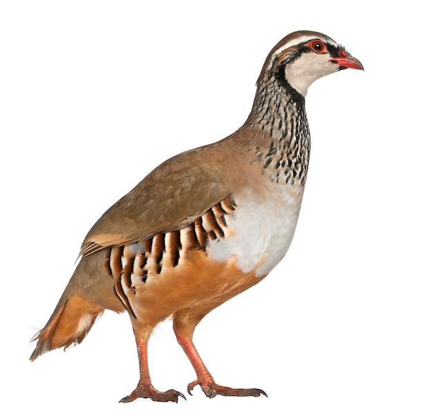 Photo red-legged partridge or french partridge, alectoris rufa, a game bird in the pheasant family, standing in front of white surface