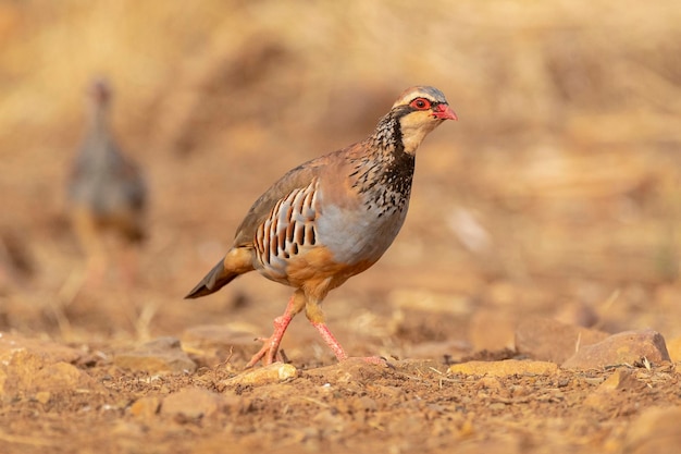 Red-legged partridge or French partridge (Alectoris rufa) Malaga, Spain